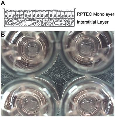 3D Proximal Tubule Tissues Recapitulate Key Aspects of Renal Physiology to Enable Nephrotoxicity Testing